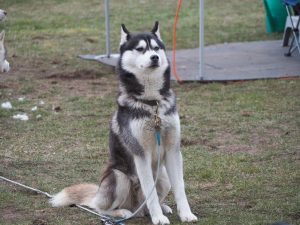 02 Heringsdorf Baltic Lights - Bernd Opel