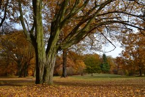 4-parkwanderung-branitz-p-fritsch