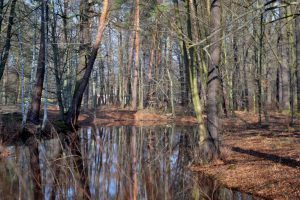 7-im-vorfrucc88hling-p-fritsch