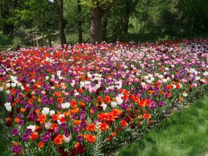 Landesgartenschau Sachsen in Torgau 3 H. Müller