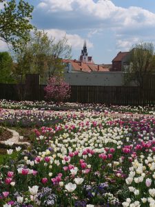 Landesgartenschau Sachsen in Torgau 7 - H. Müller