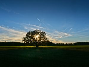 abendstimmumg-h-müller