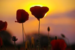 abendstimmung-im-mohnfeld-h-mucc88ller-4
