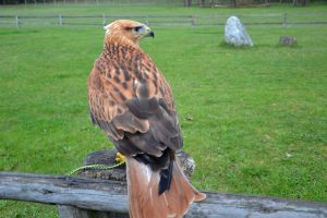 adlerbussard-p-fritsch