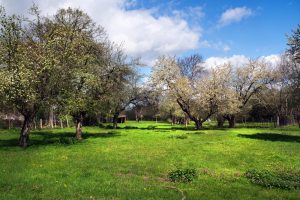 alte-streuobstwiese-h-mucc88ller