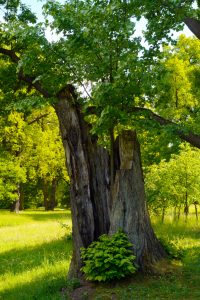 altes-und-neues-leben-h-mucc88ller