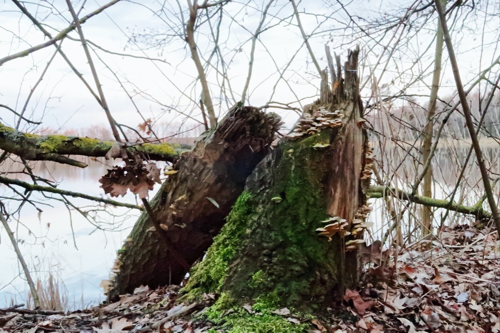 am-ende-6-k-f-muehler