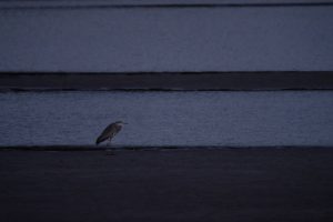 am-hacc88lterteich-n-kubicke