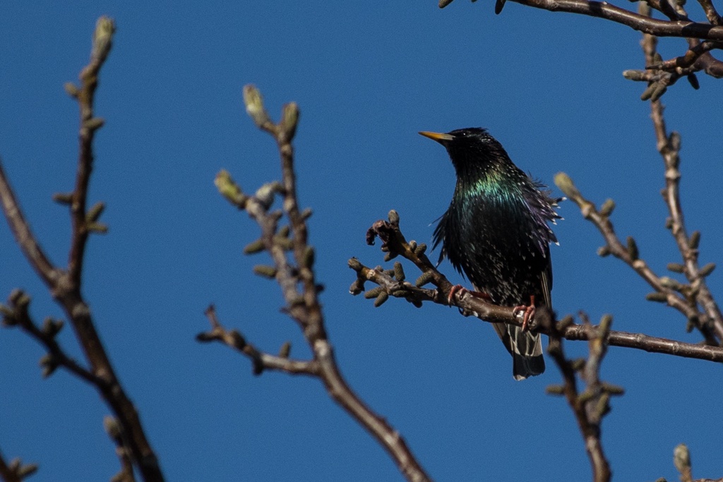 amsel-b-mocc88cker