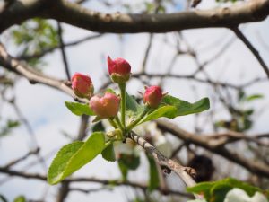 apfelblucc88te-1-bernd-opel