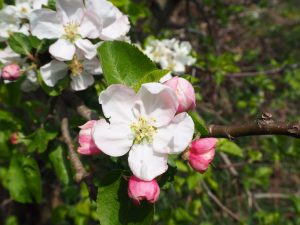 apfelblucc88te-2-bernd-opel