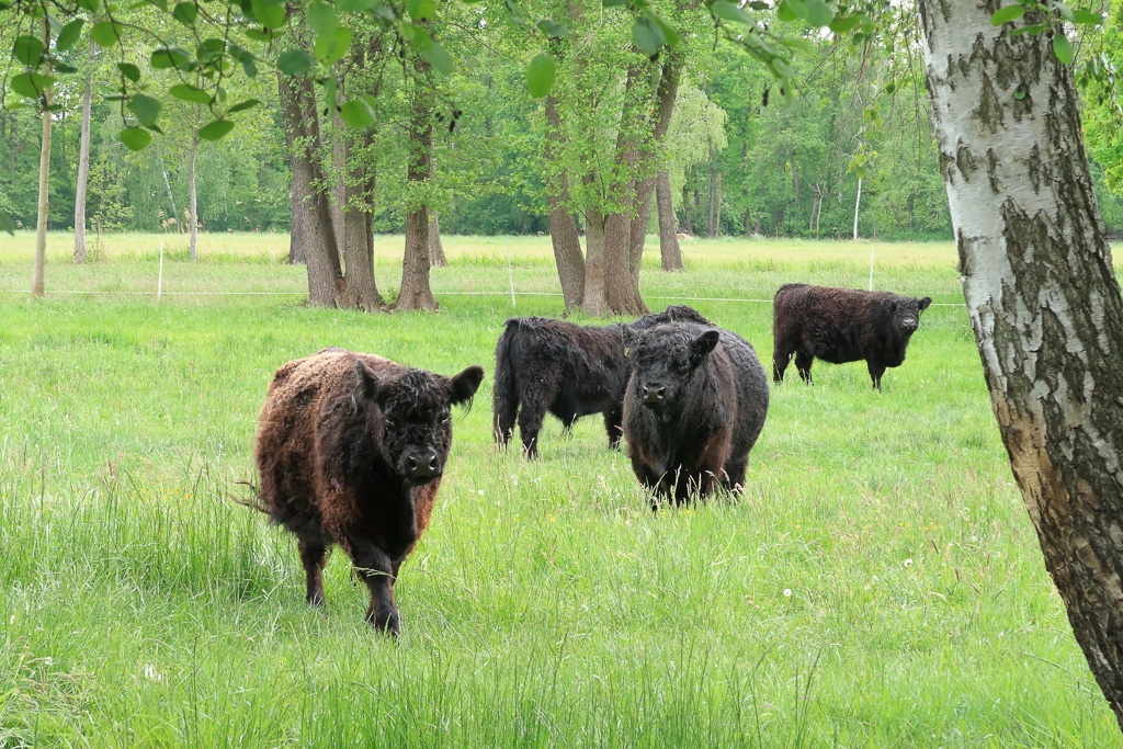auch-galloways-sind-neugierig-k-f-muehler