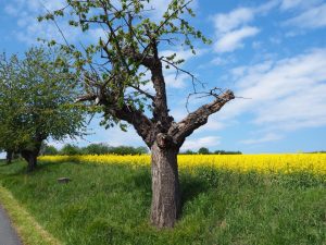 auf-dem-weg-zur-arche-nebra-bernd-opel