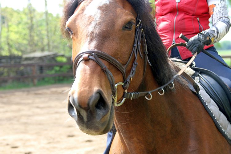 aufgalopp-k-f-muehler