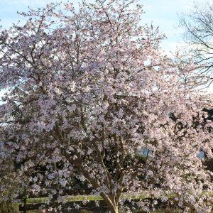 augenfaenger-k-f-muehler