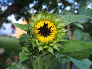 bald-geht-die-sonne-auf-bernd-opel