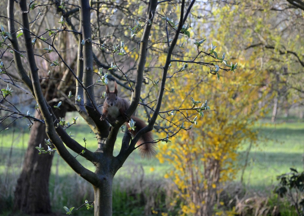 baumfuchs-p-fritsch