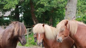 beste-freunde-islandpferde-1-k-f-muehler