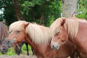 beste-freunde-islandpferde-2-k-f-muehler