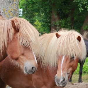 beste-freunde-islandpferde-3-k-f-muehler