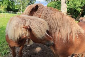 beste-freunde-islandpferde-4-k-f-muehler