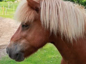 beste-freunde-islandpferde-5-k-f-muehler