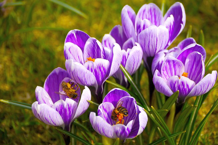 bienen-auf-nahrungssuche-h-mueller