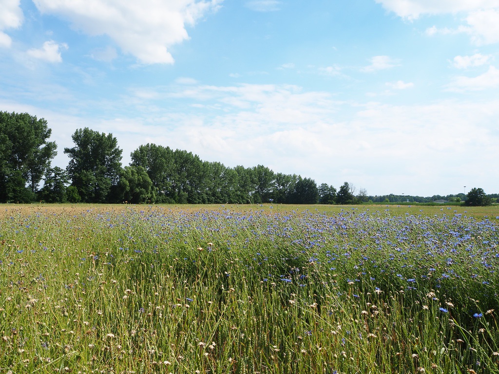 blau-bernd-opel