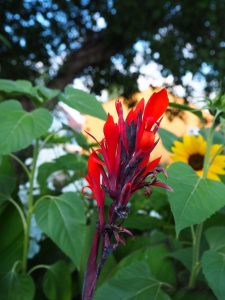 blucc88hen-im-garten-1-bernd-opel