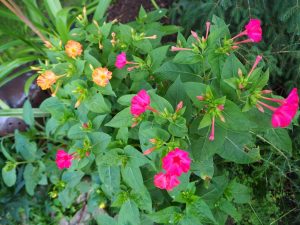 blucc88hen-im-garten-2-bernd-opel