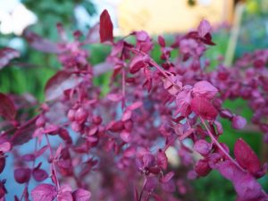 blucc88hen-im-garten-3-bernd-opel