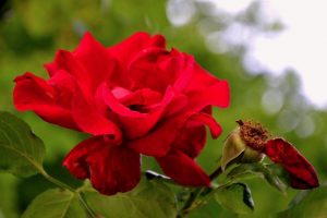 blucc88tenportracc88t-p-fritsch