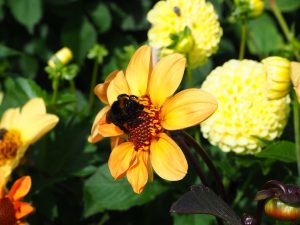 blucc88tenpracht-1-bernd-opel