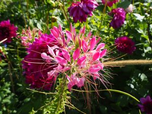 blucc88tenpracht-10-bernd-opel