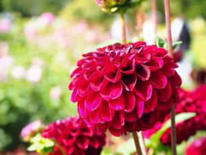 blucc88tenpracht-11-bernd-opel