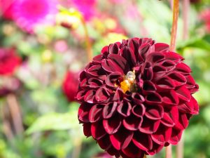 blucc88tenpracht-12-bernd-opel