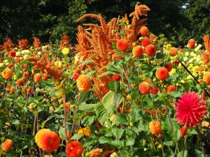 blucc88tenpracht-2-bernd-opel