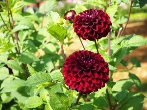 blucc88tenpracht-3-bernd-opel