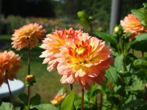 blucc88tenpracht-4-bernd-opel