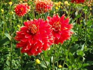 blucc88tenpracht-6-bernd-opel