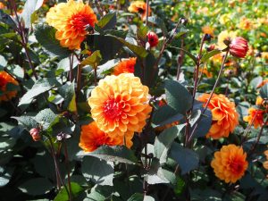 blucc88tenpracht-7-bernd-opel