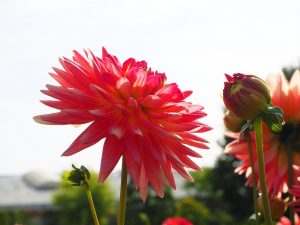 blucc88tenpracht-8-bernd-opel