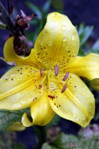 bluete-im-regen-hk-moeller