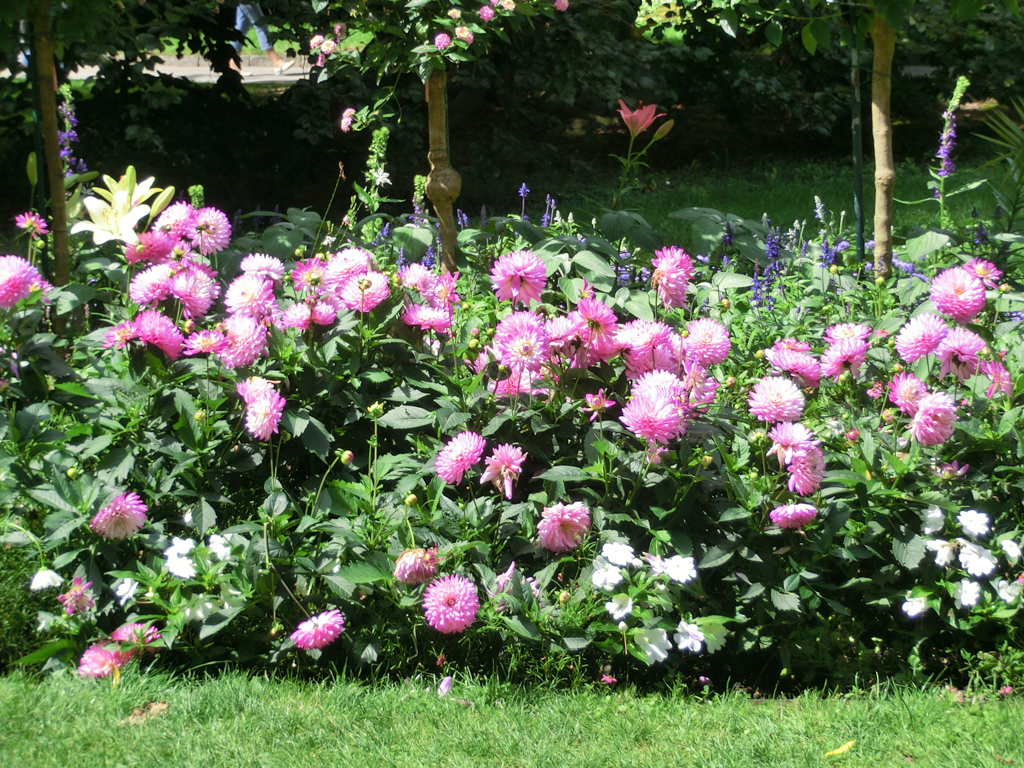 blume-p-saberi