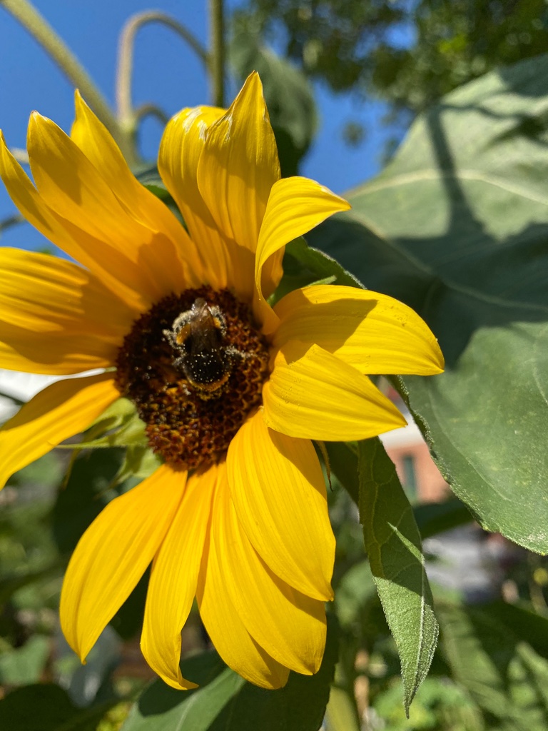 blumen-im-garten-10-bernd-opel