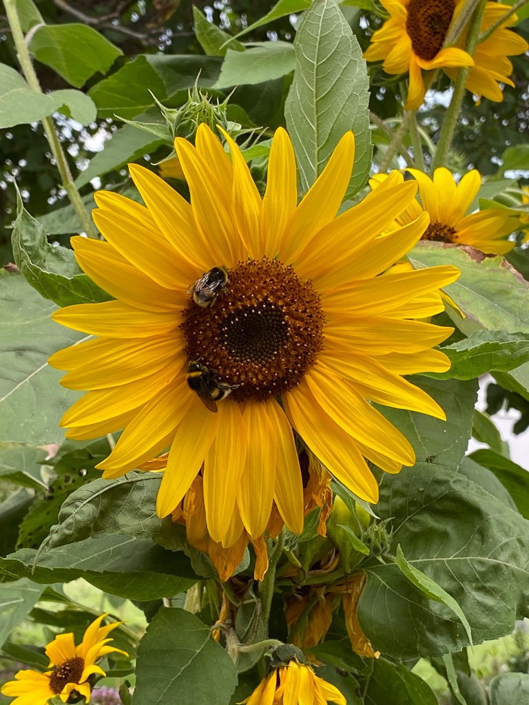 blumen-im-garten-9-bernd-opel