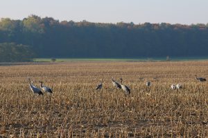 boddenlandschaft-im-herbst-kraniche-auf-futtersuche-1-k-f-mucc88hler