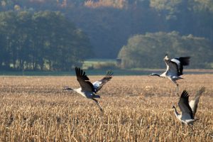 boddenlandschaft-im-herbst-kraniche-auf-futtersuche-2-k-f-mucc88hler