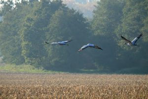 boddenlandschaft-im-herbst-kraniche-auf-futtersuche-3-k-f-mucc88hler