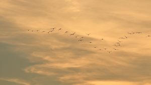 boddenlandschaft-im-herbst-kranicheinflug-am-abend-1-k-f-mucc88hler